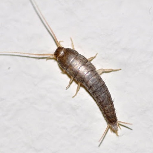gumus-bocegi